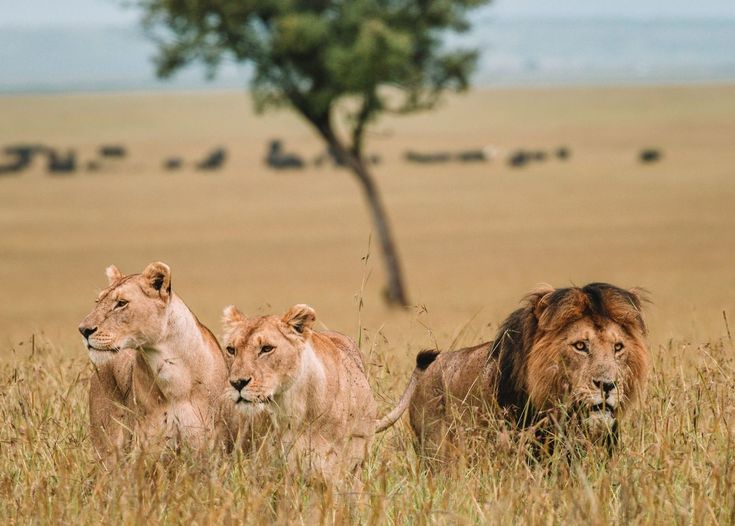 Nairobi, Maasai Mara, Lake Naivasha Tour