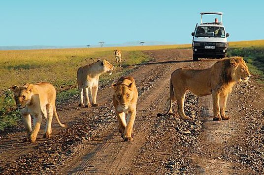 Maasai Mara and Amboseli National Park Tour