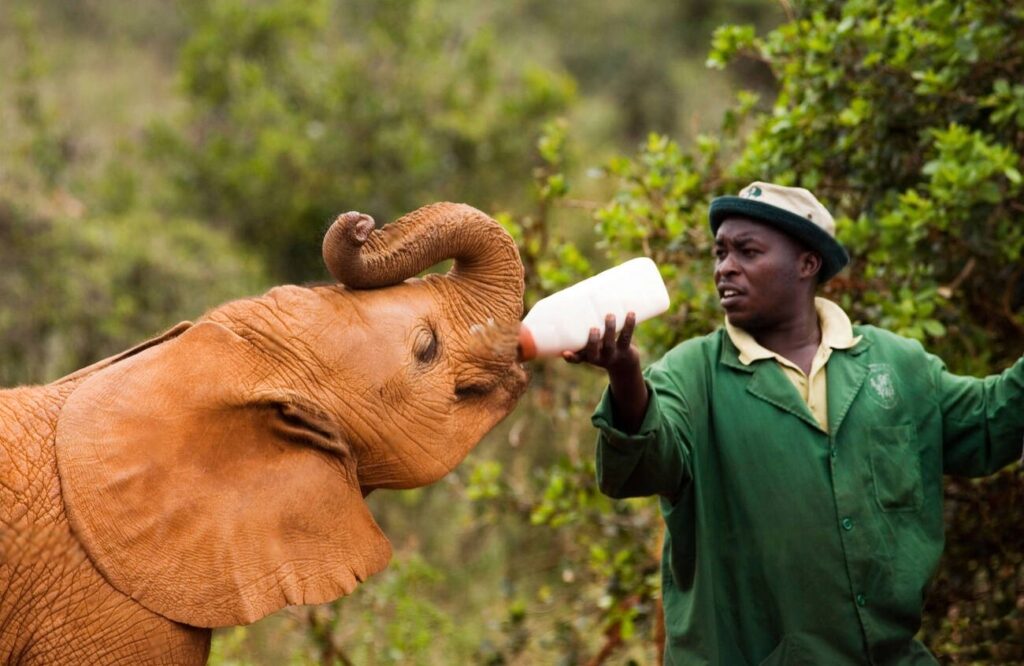 David Sheldrick Wildlife Trust