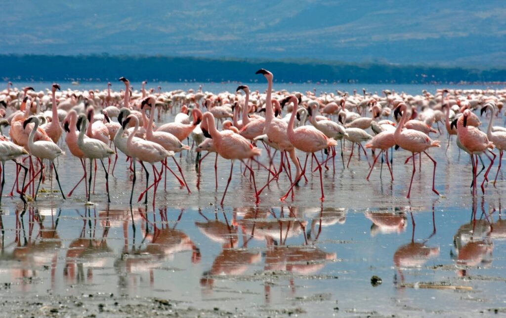 Lake Nakuru National Park