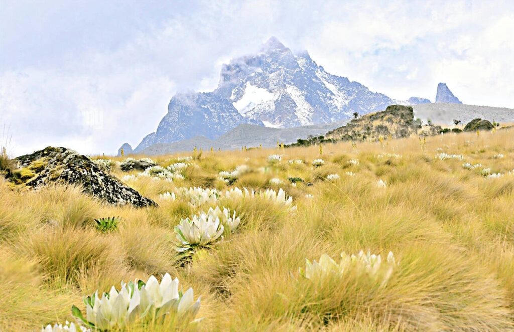 Mount Kenya