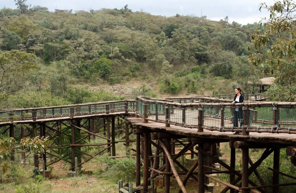 Nairobi Safari
