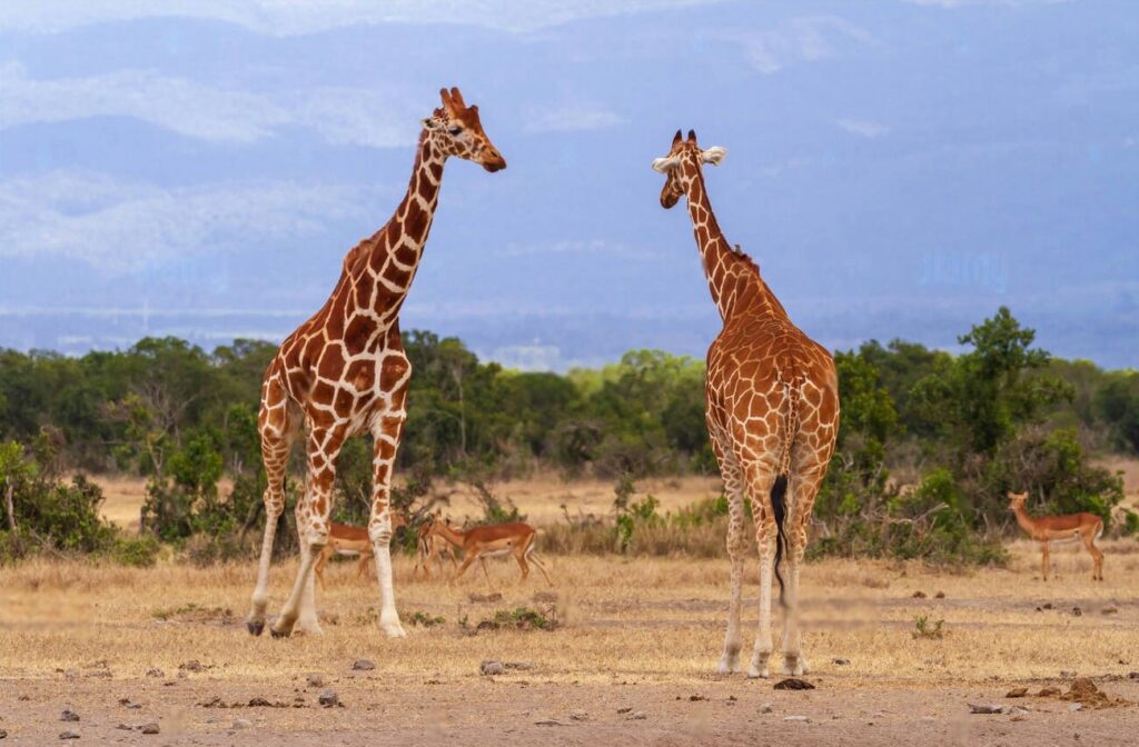 OI Pejeta Conservancy