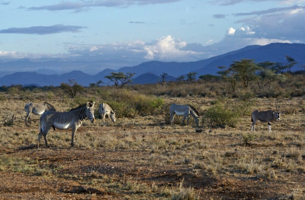 Samburu National reserve