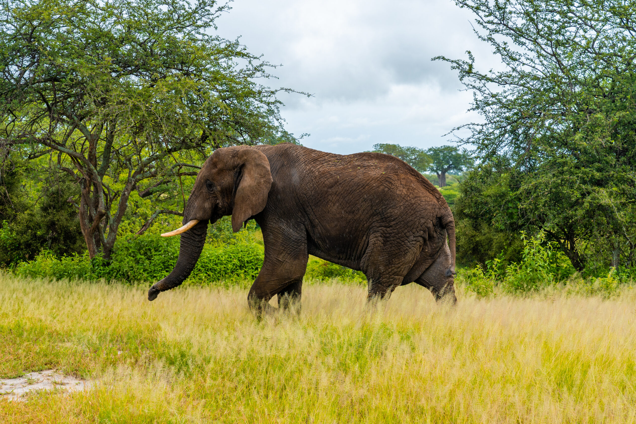 Discover the Wilderness, Adventure, and Cultural Heritage of Tanzania.