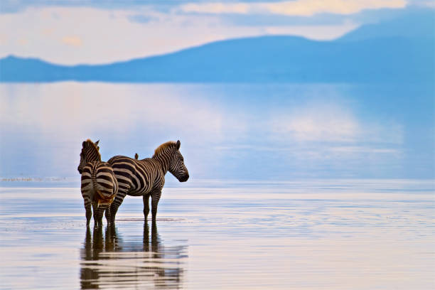 Tarangire, Lake Manyara, Serengeti National Park, and Zanzibar Tour