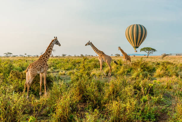 Serengeti National Park Tour