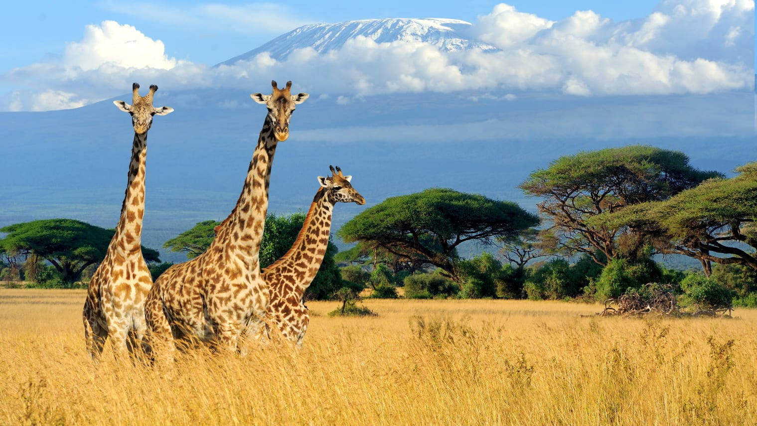 Discover the Serene, Natural Beauty, and Cultural Richness of Kenya