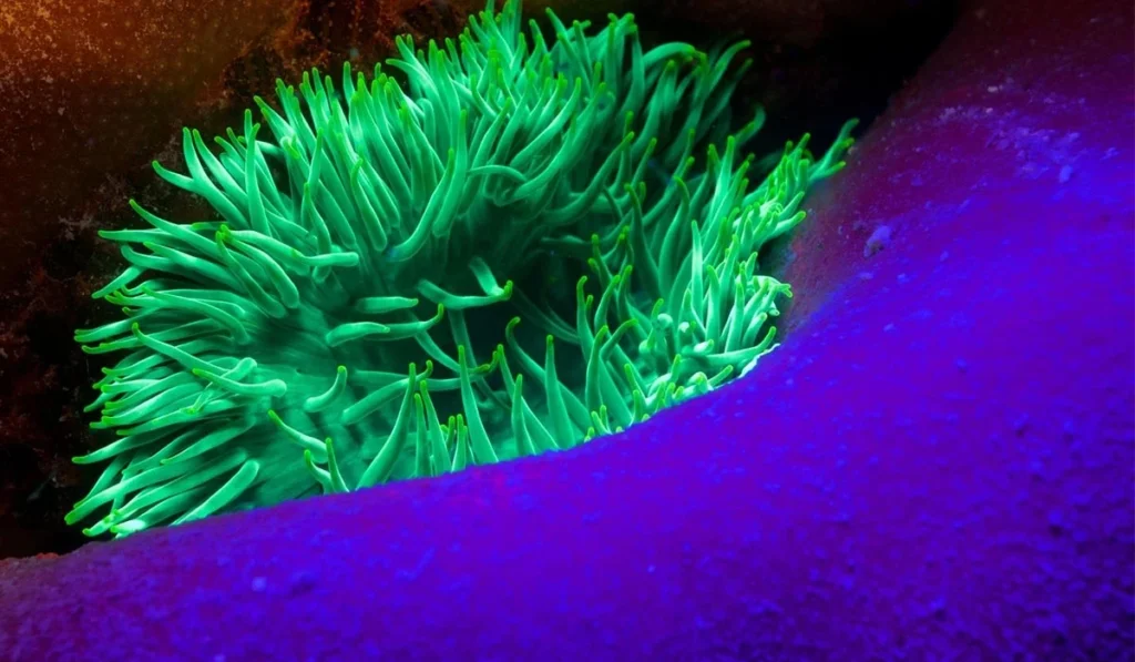 Blue light night diving