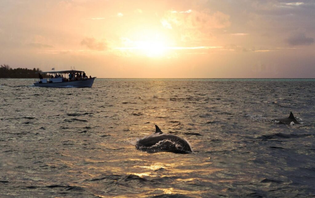 Dolphin watching
