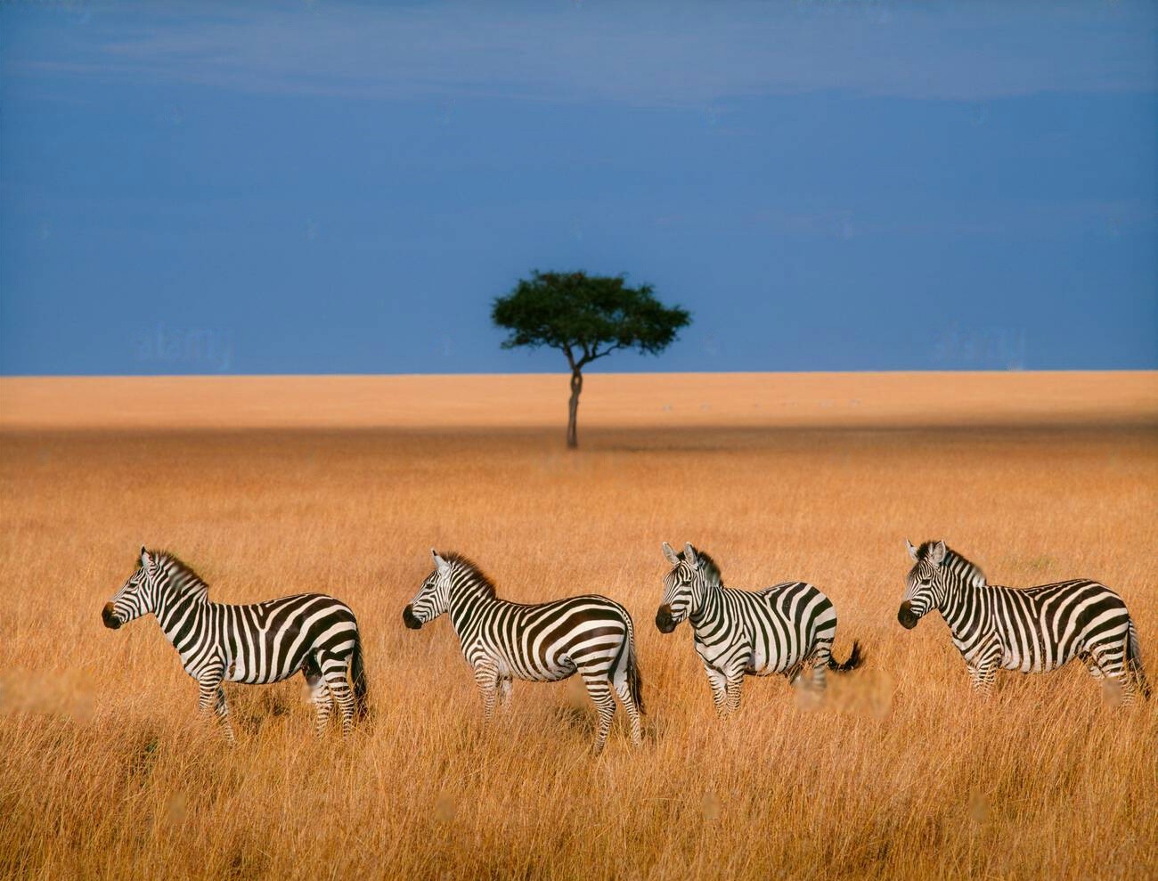 Discover the Nature, Wildlife & Cultural Richness of Kenya
