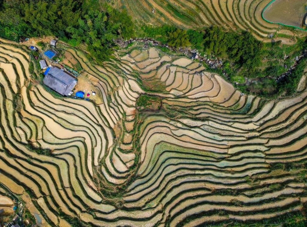 Sapa rice terraces trekking