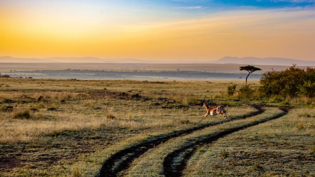 Antelope in Kenya savannah