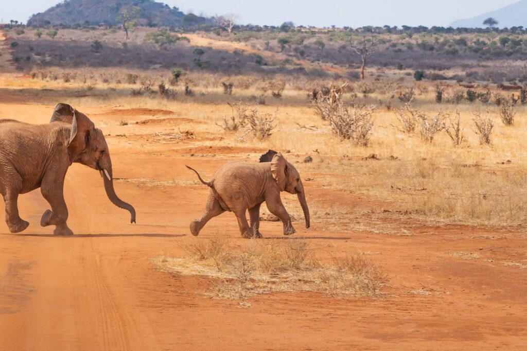 Elephant