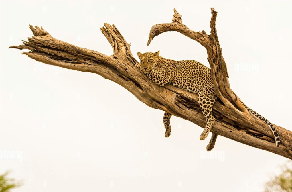 Leopard in Kenya's National Park, best sight seeing as a things to do in Kenya