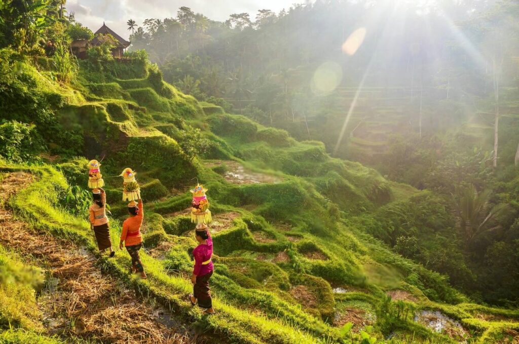Ubud rice terraces