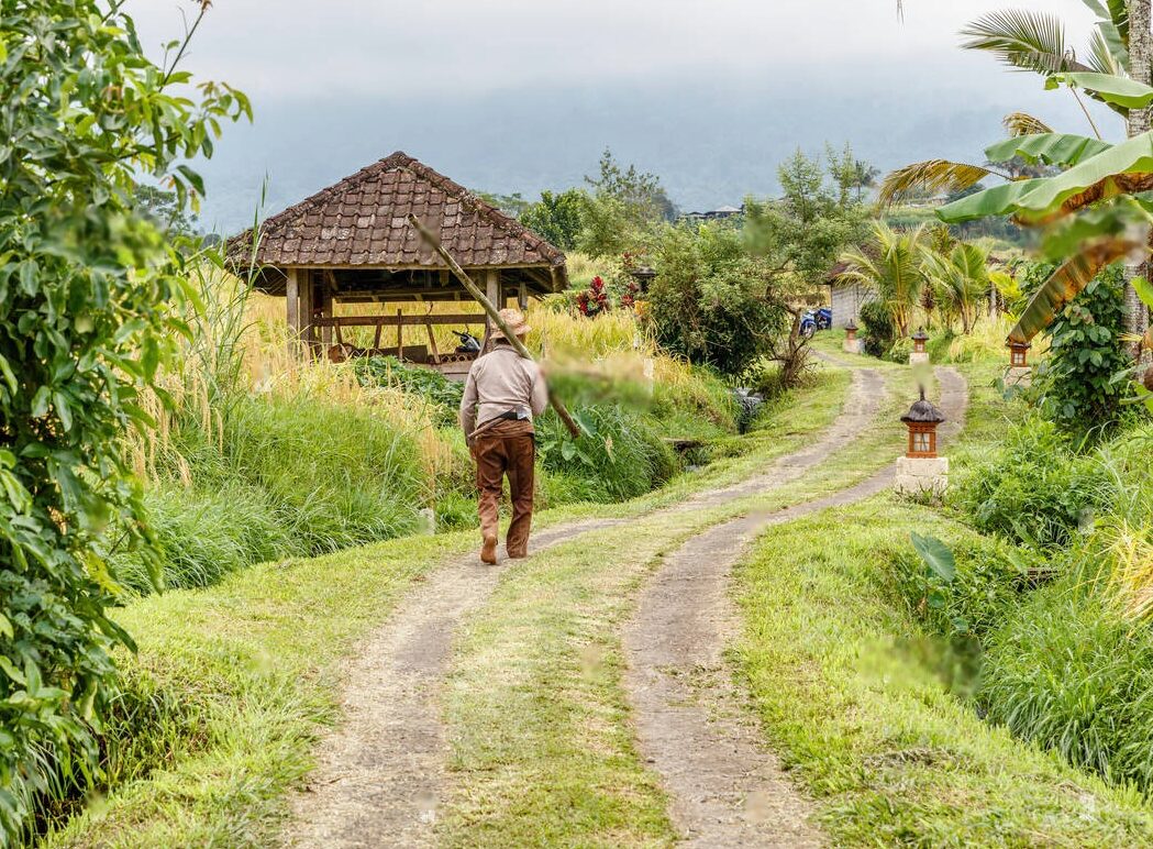 Jatiluwih rice terrace in Bali