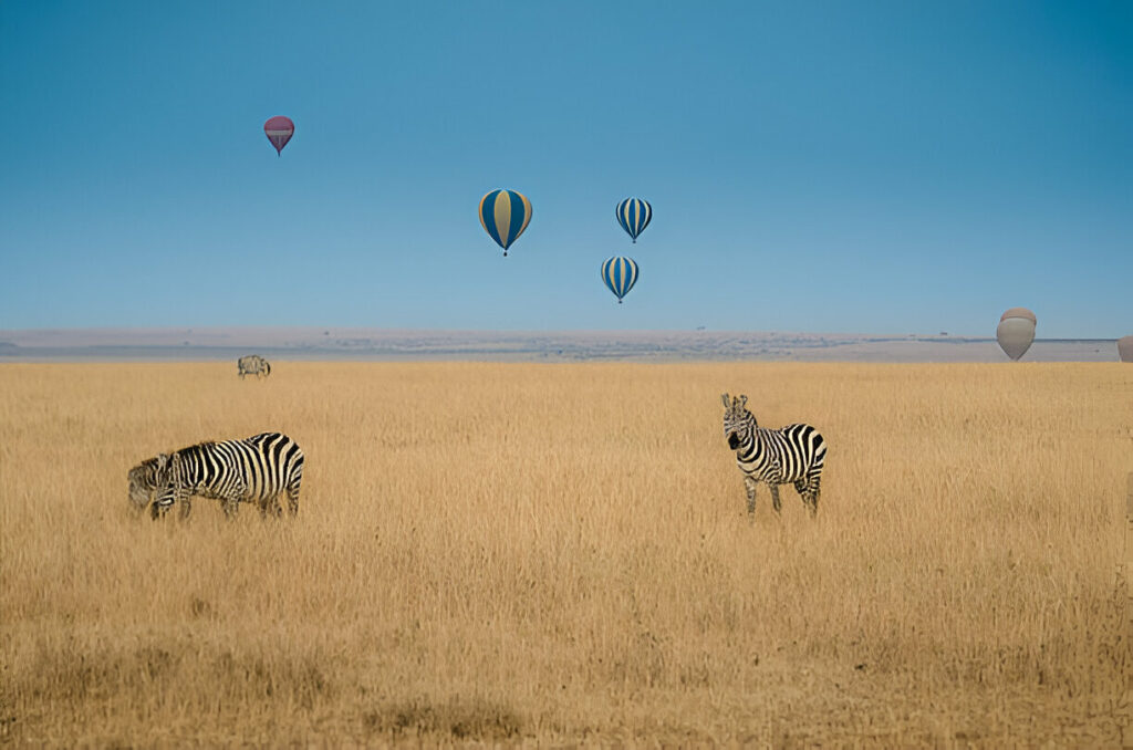 Zebras grazing in Masai Mara with hot air balloons in the sky while exploring things to do in Kenya