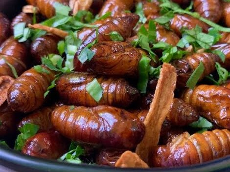Silk Worm Pupae