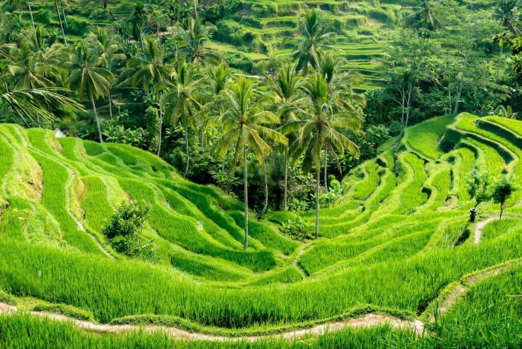 World's best rice terrace, Tegallalang rice
