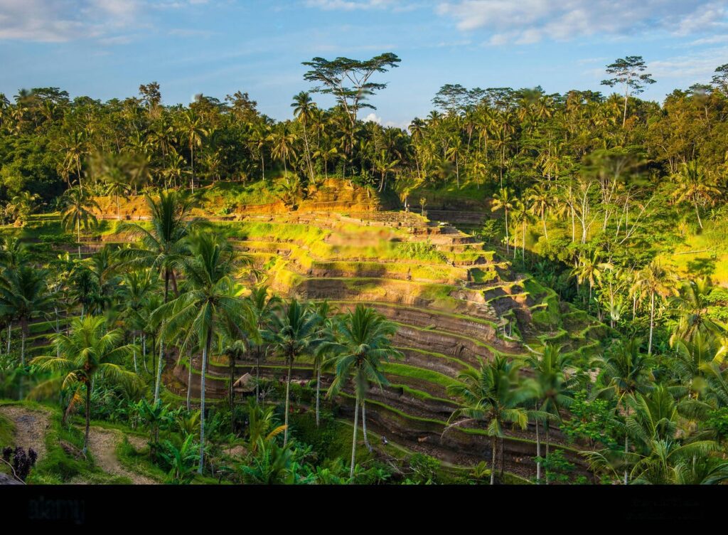 Tegallalang rice terrace in Bali