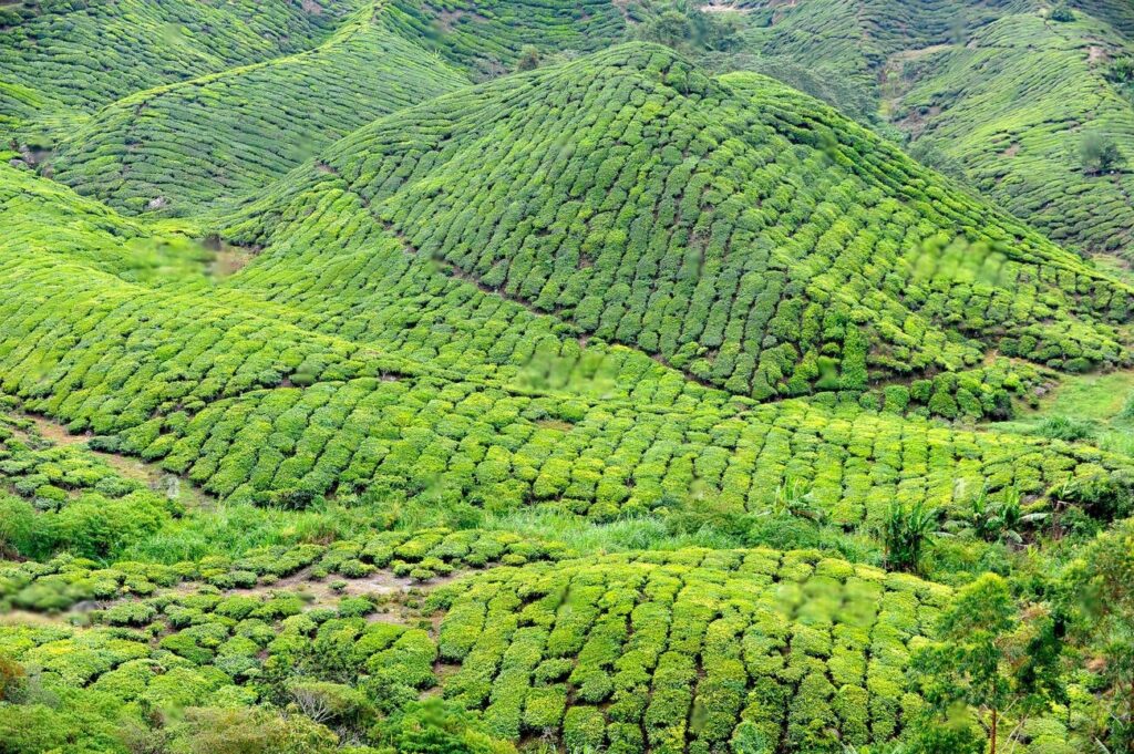 Cameron Highlands