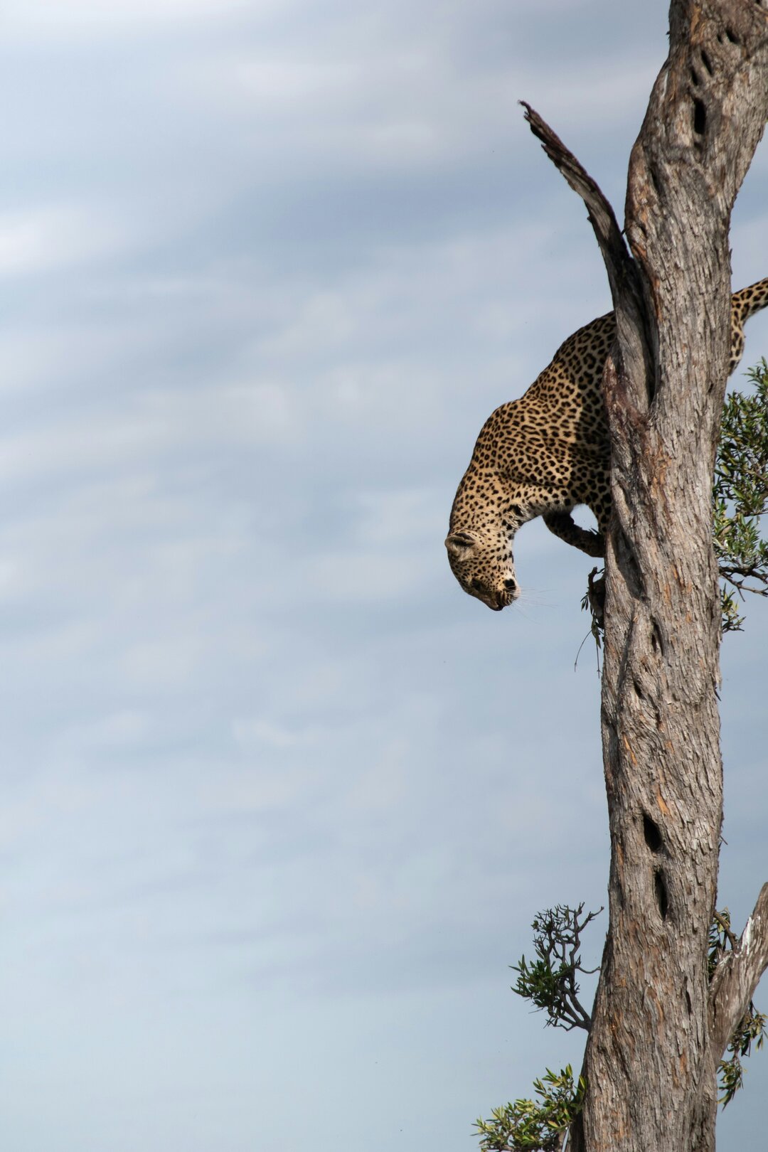 Maasai Mara, Lake Nakuru Tour – 5N6D 2