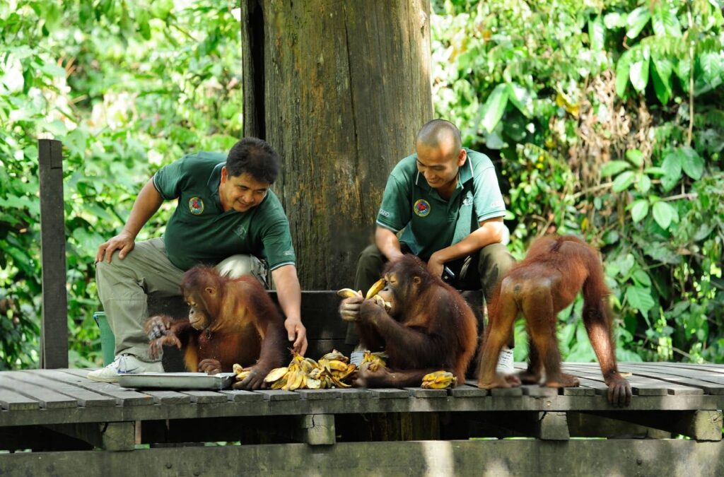 Borneo Orangutan Sanctuary
