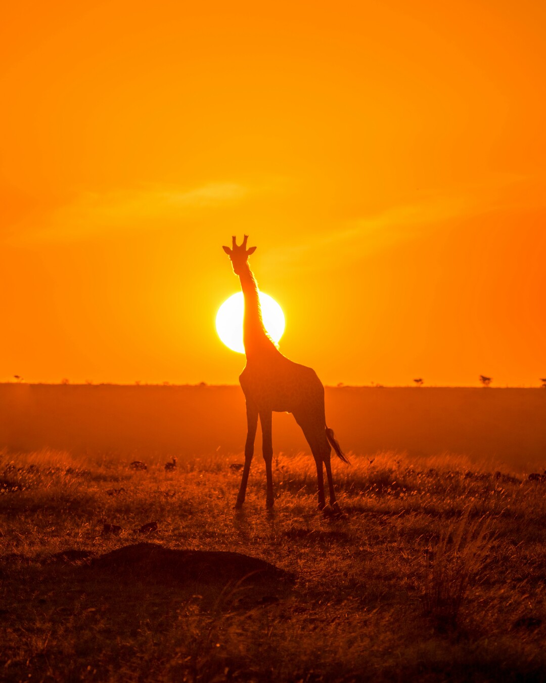 Kenya Safari Tour