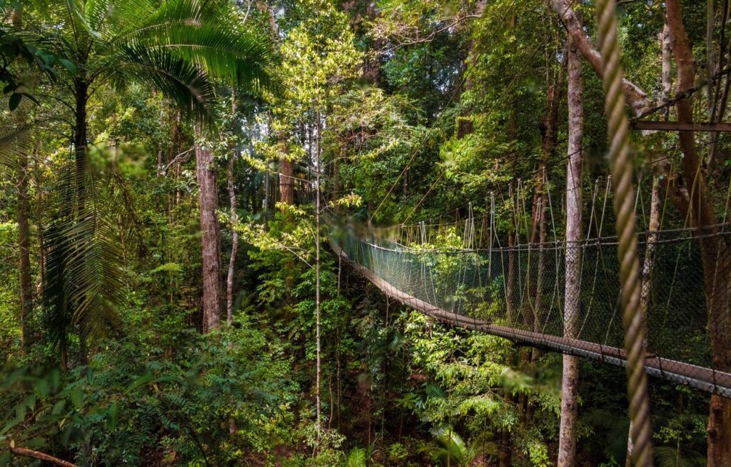 Taman Negara Rainforest Canopy 