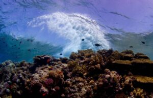 Coral reef