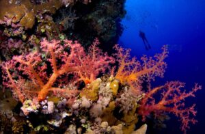 Coral reef