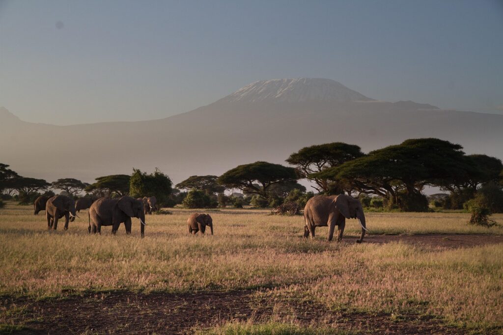 Kenya's savannah facing Mt. Kilimanjaro