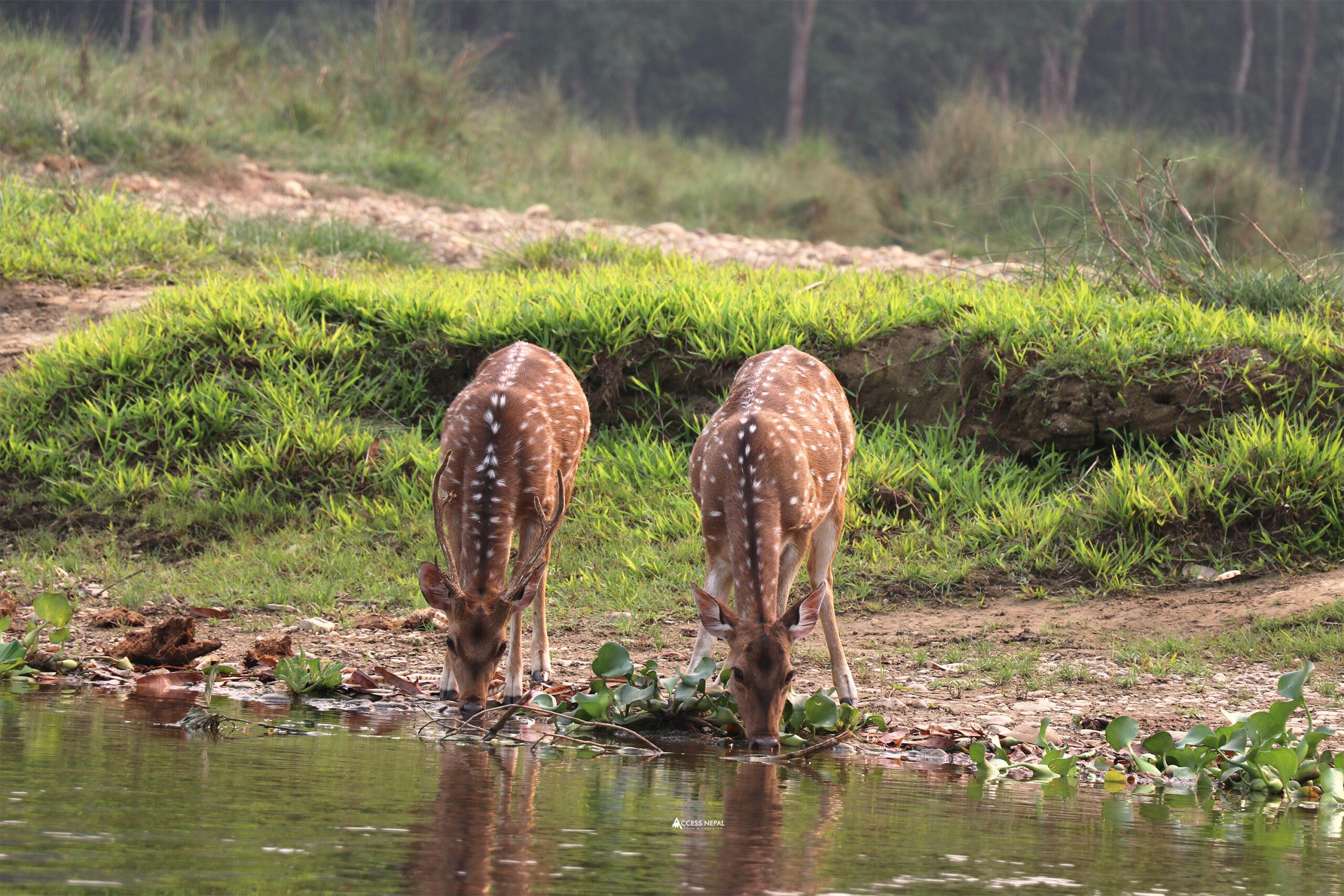 Chitwan Jungle Stay 4 Days 1