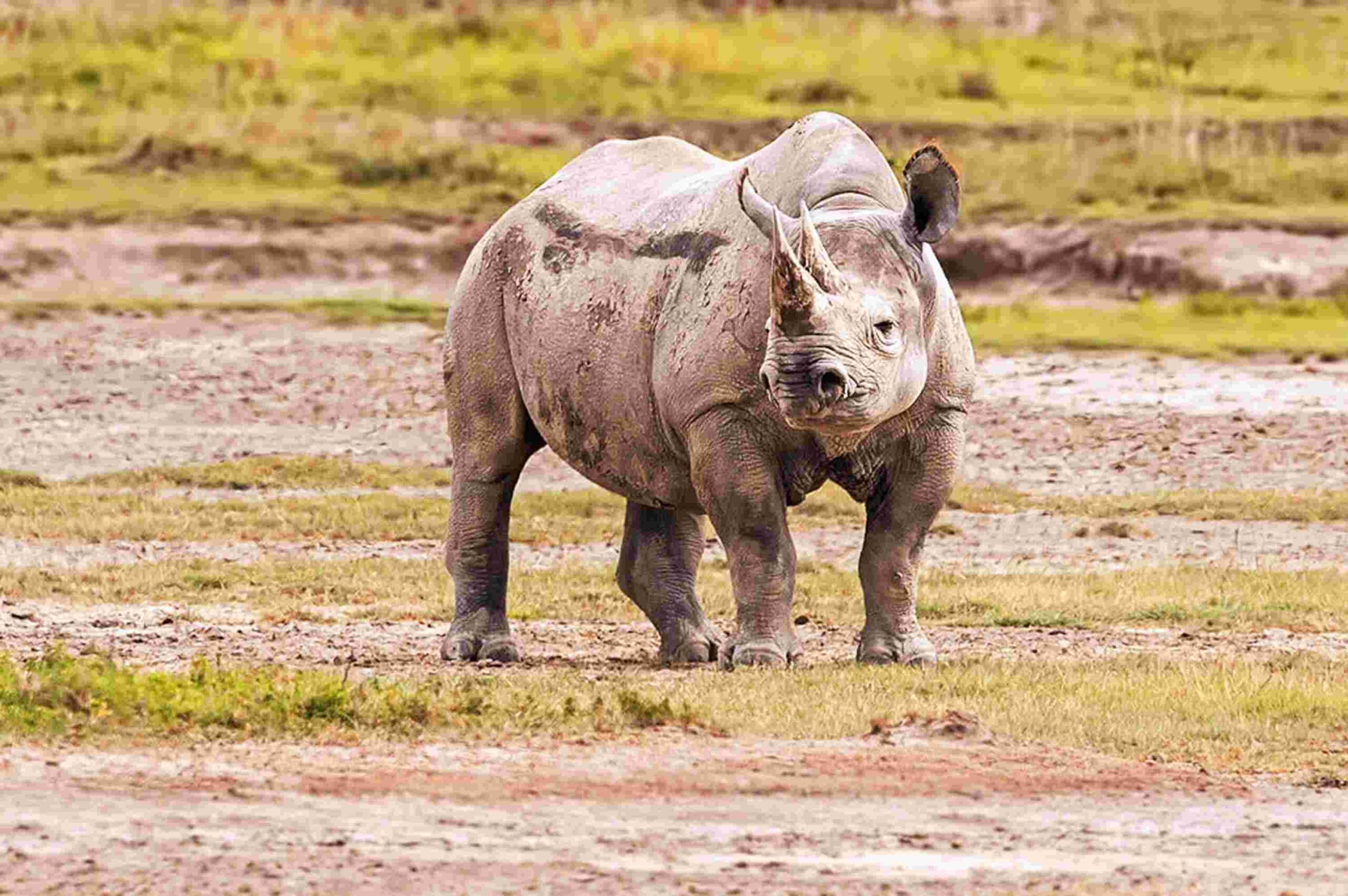 Chitwan Wildlife & Nightlife Overland Tour – 4 Days 1