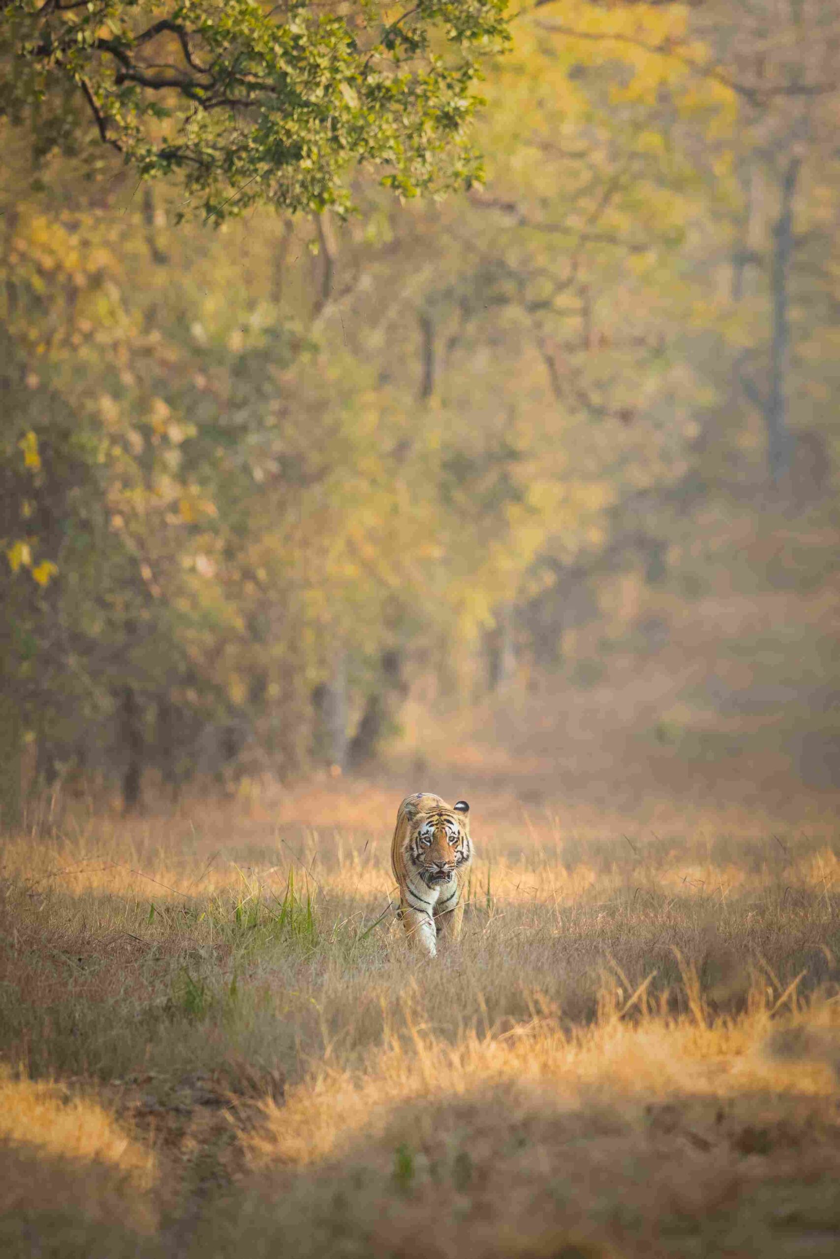 Bardiya Wilderness & Riverside Escape – 4 Days 3
