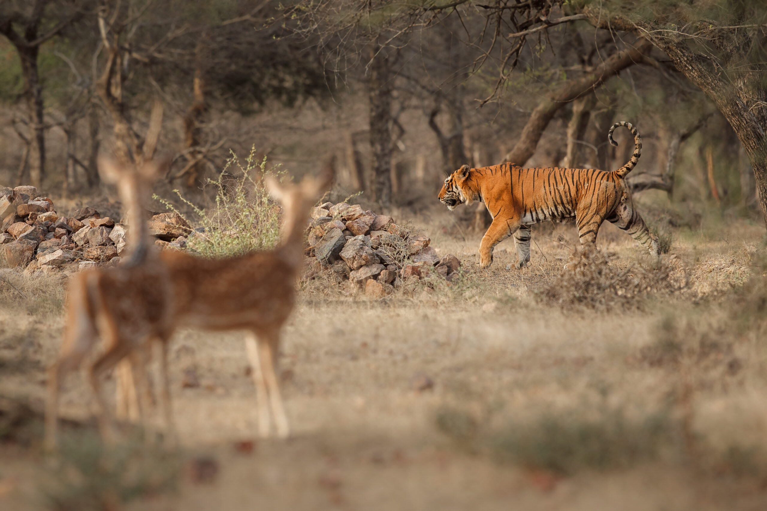 Bardiya Wilderness Experience – 4 Days