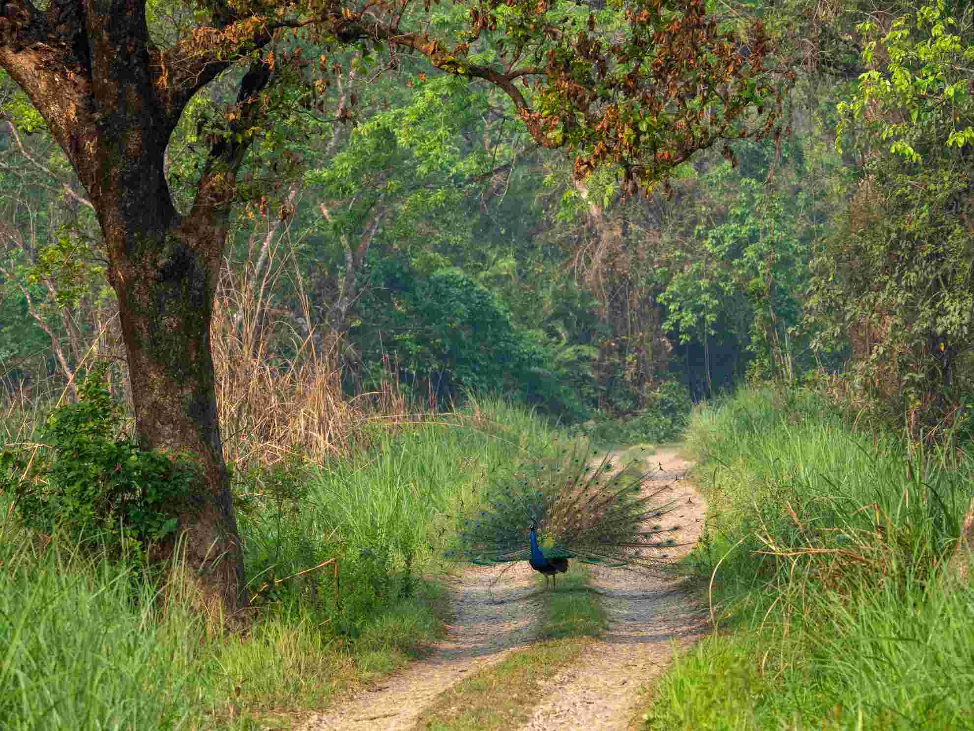 Bardiya Wilderness & Riverside Escape – 4 Days 4