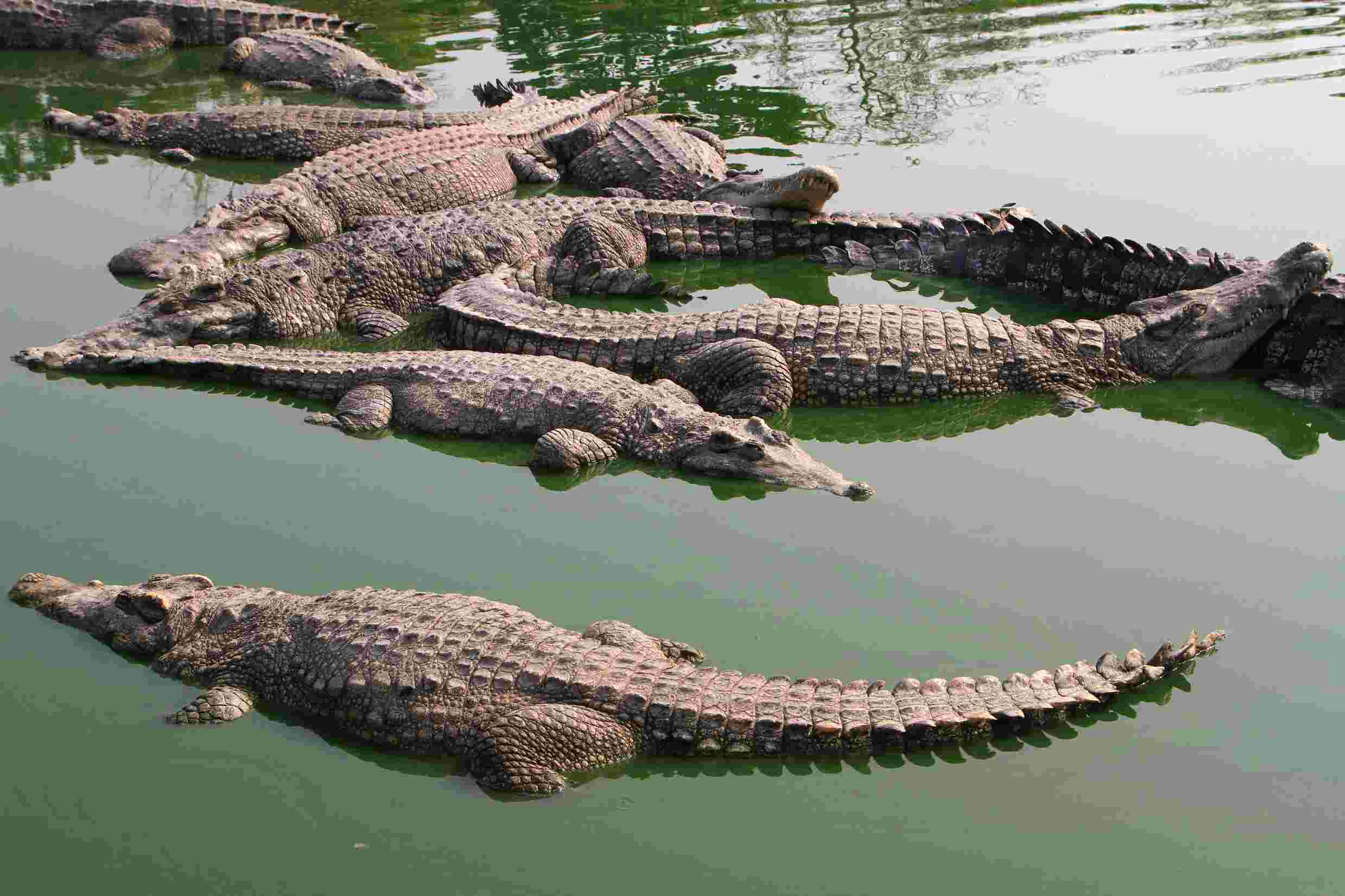 Into the Wild – Chitwan Jungle Stay Overland Tour – 4 Days 4