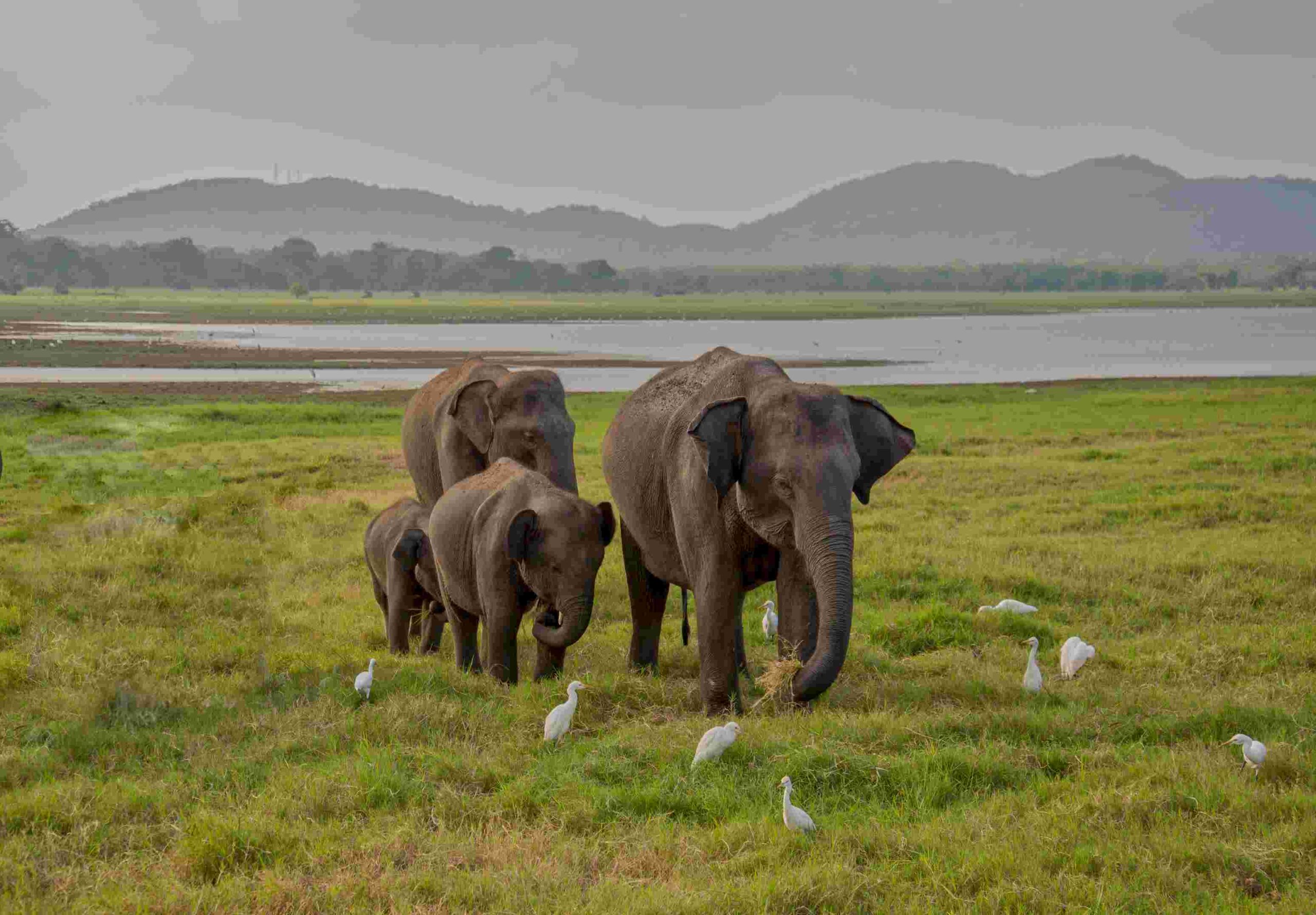 Bardiya Safari & Lumbini Overland Tour – 6 Days 1