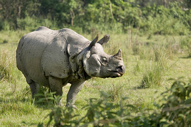 Chitwan Jungle Stay 4 Days 3