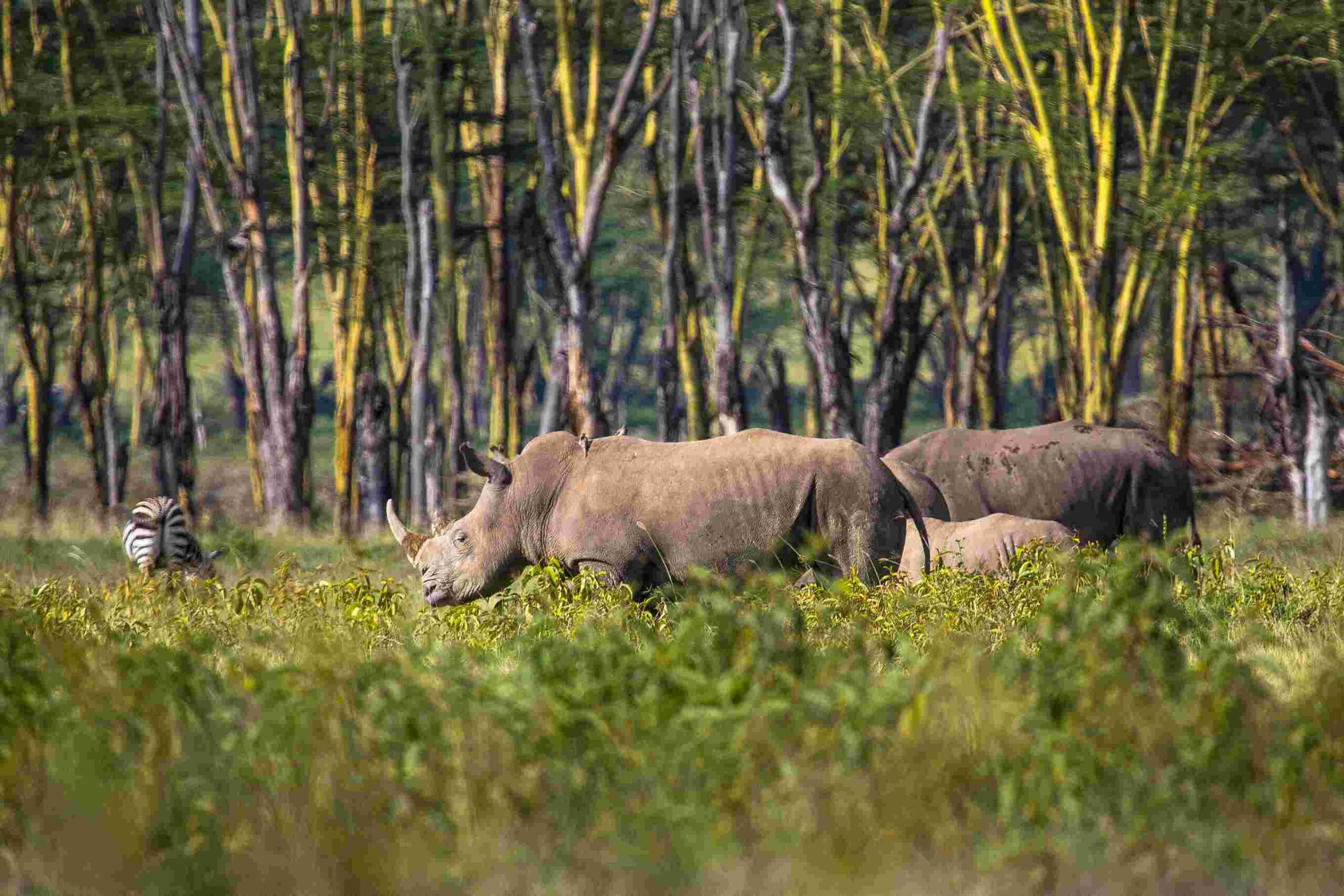 Into the Wild – Chitwan Jungle Stay Overland Tour – 4 Days 5
