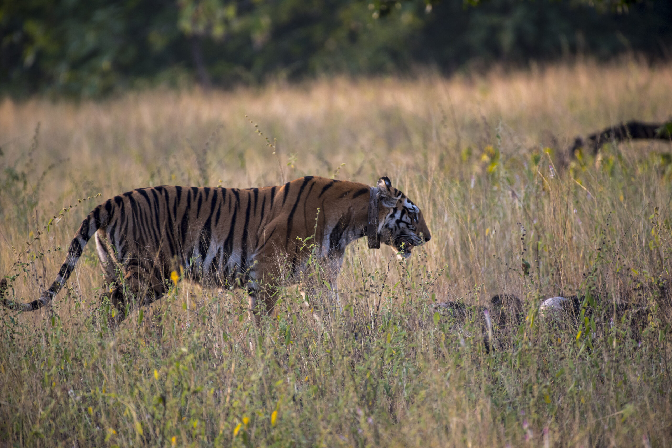 Into the Wild – Chitwan Jungle Stay – 3 Days 2