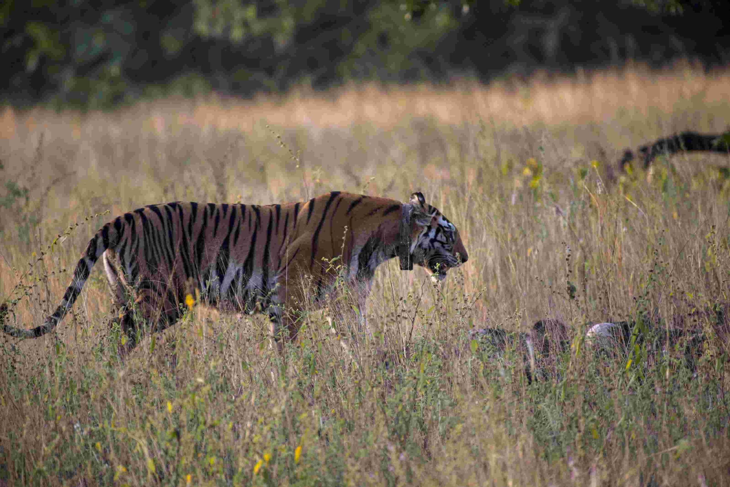 Bardiya Wilderness Experience – 4 Days 1